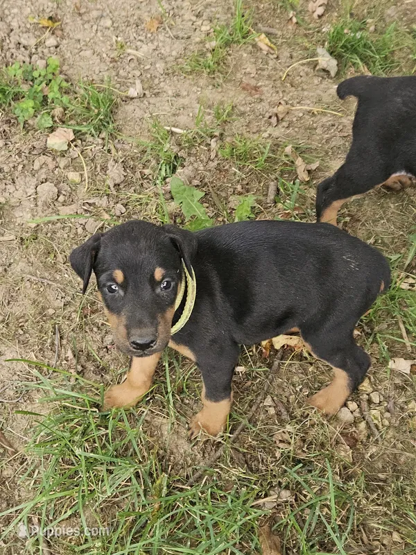 Lime Green Collar Female – Doberman Pinscher puppy for sale in Platteville, WI