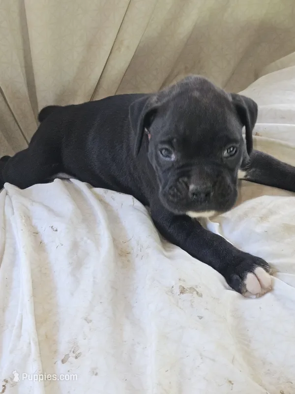 Red Collar Female – Boxer puppy for sale in Platteville, WI