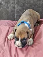 Blue Collar Male, a male Boxer for sale in Platteville, WI – 5 of 5