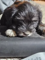 Pink Collar Male, a female Miniature Schnauzer for sale in Platteville, WI – 2 of 4