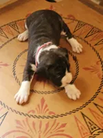 Red-white-blue Collar Female, a female Boxer for sale in Platteville, WI – 4 of 5