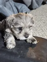Blue Collar Female, a female Miniature Schnauzer for sale in Platteville, WI – 3 of 4