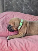 Green Collar Female, a female Boxer for sale in Platteville, WI – 4 of 5