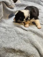 Gray Collar Male, a male Pembroke Welsh Corgi for sale in Platteville, WI – 5 of 6