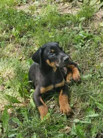 Purple Collar Male, a male Doberman Pinscher for sale in Platteville, WI – 1 of 4