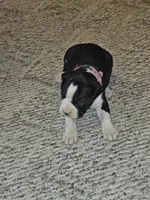 Pink Collar-Female, a female Boxer for sale in Platteville, WI – 4 of 5