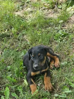 Purple Collar Male, a male Doberman Pinscher for sale in Platteville, WI – 3 of 4