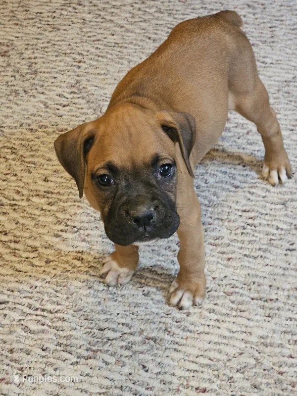 Green Collar Female – Boxer puppy for sale in Platteville, WI