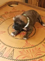 Green Collar Male, a male Boxer for sale in Platteville, WI – 5 of 5