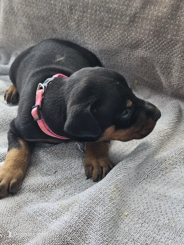 Pink Collar-Female – Doberman Pinscher puppy on hold in Platteville, WI
