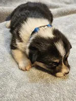 Blue Collar Male, a male Pembroke Welsh Corgi for sale in Platteville, WI – 2 of 6