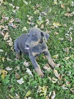 Pink Collar-Female, a female Doberman Pinscher for sale in Platteville, WI – 4 of 4