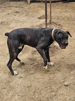 Bodie, a male Boxer for sale in Platteville, WI – 2 of 6