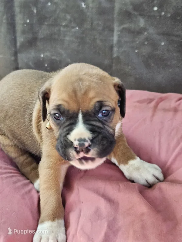 Orange  Collar Female – Boxer puppy for sale in Platteville, WI
