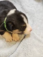 Green Collar-Female, a male Pembroke Welsh Corgi for sale in Platteville, WI – 3 of 5