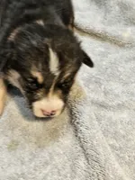 Orange Collar-Male, a male Pembroke Welsh Corgi for sale in Platteville, WI – 2 of 4