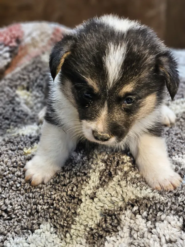 Blue Collar Male – Pembroke Welsh Corgi puppy on hold in Platteville, WI