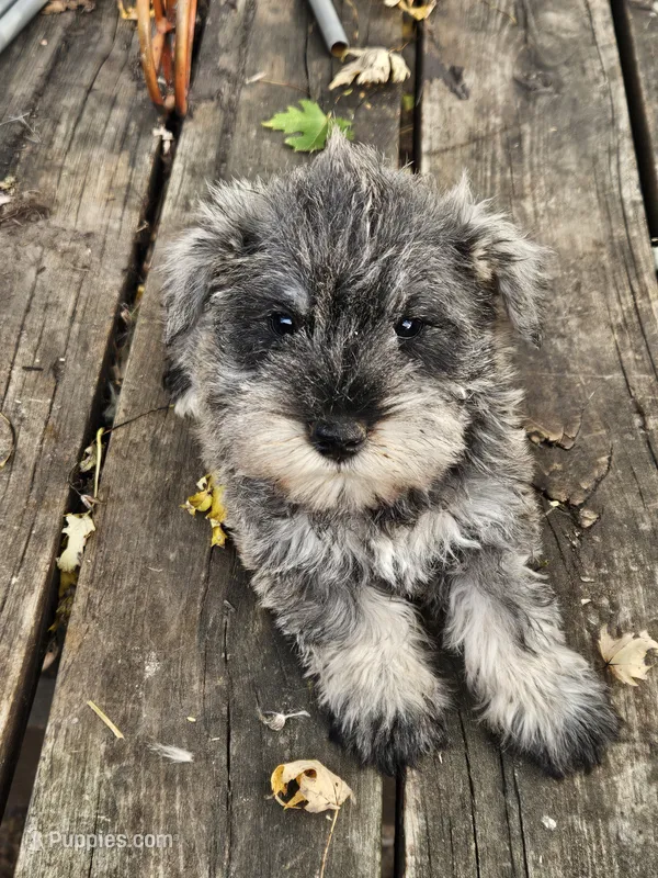 Purple Collar Female  – Miniature Schnauzer puppy for sale in Platteville, WI