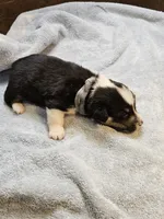 Gray Collar Male, a male Pembroke Welsh Corgi for sale in Platteville, WI – 3 of 6
