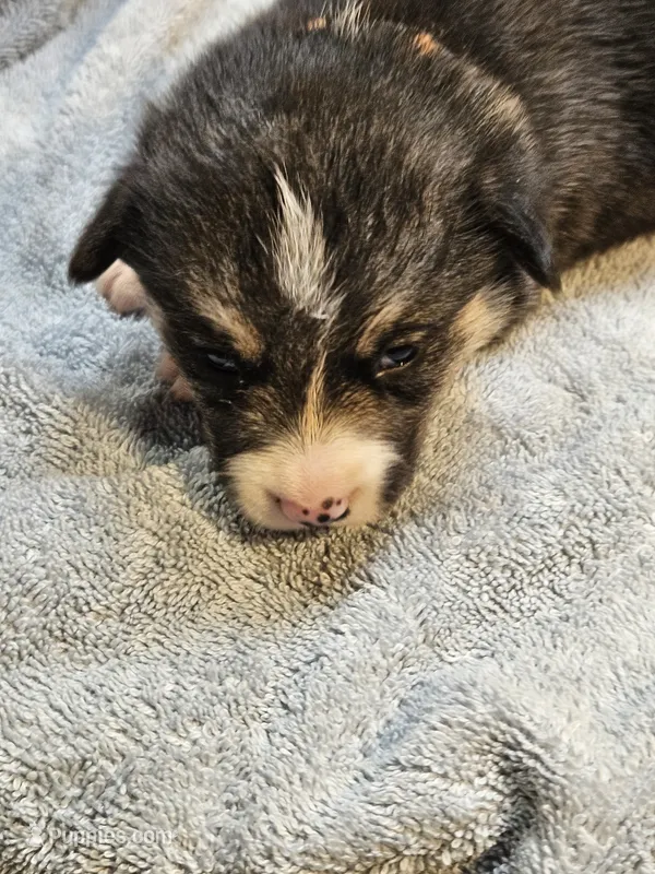 Orange Collar-Male – Pembroke Welsh Corgi puppy for sale in Platteville, WI