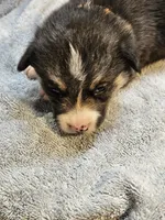 Orange Collar-Male, a male Pembroke Welsh Corgi for sale in Platteville, WI – 1 of 4