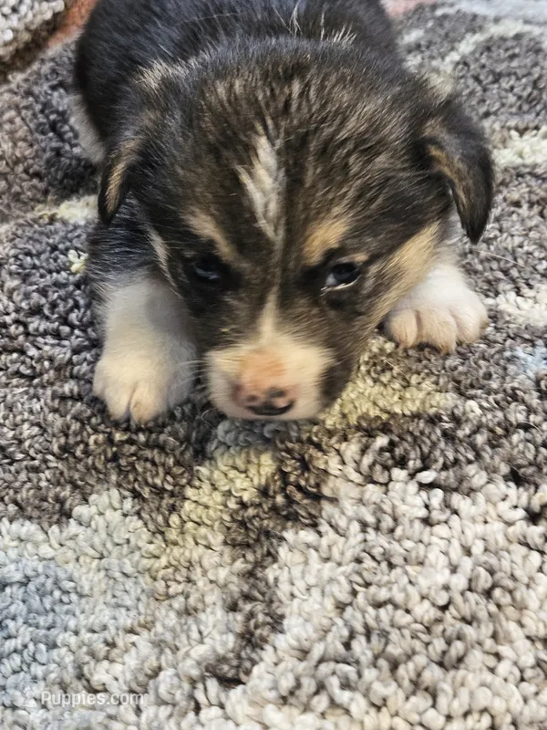 Orange Collar-Male – Pembroke Welsh Corgi puppy for sale in Platteville, WI