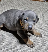 Orange Collar-Blue Female , a male Doberman Pinscher for sale in Platteville, WI – Photo 4 of 6
