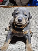 Orange Collar-Blue Female , a male Doberman Pinscher for sale in Platteville, WI – Photo 3 of 6