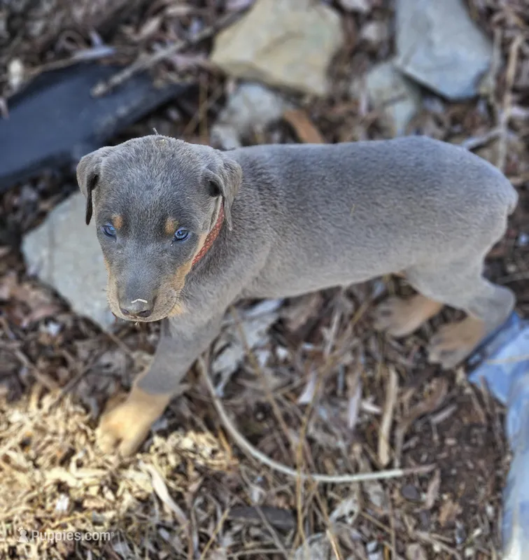 Orange Collar-Blue Female  – Doberman Pinscher puppy for sale in Platteville, WI