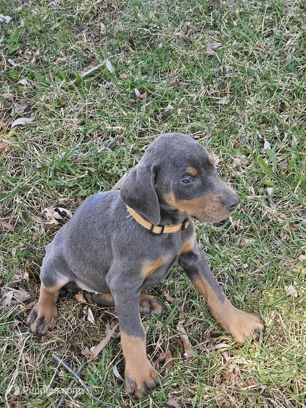 Orange Collar-Blue Female  – Doberman Pinscher puppy for sale in Platteville, WI