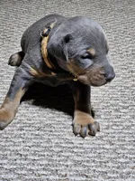 Orange Collar-Blue Female , a male Doberman Pinscher for sale in Platteville, WI – Photo 6 of 6