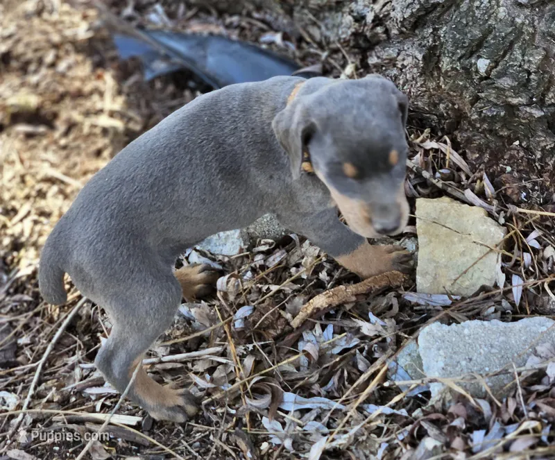 Orange Collar-Blue Female  – Doberman Pinscher puppy for sale in Platteville, WI