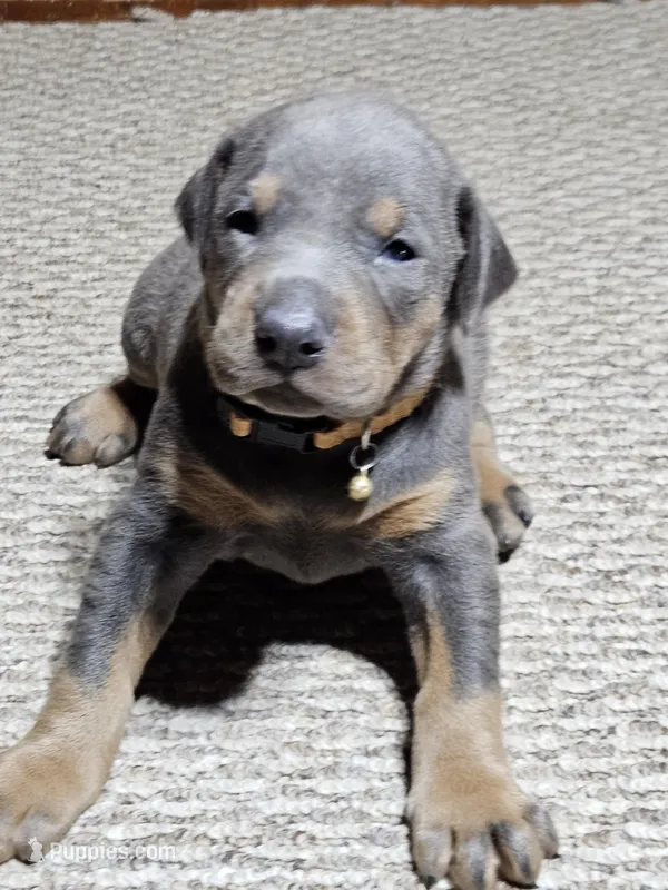 Orange Collar-Blue Female  – Doberman Pinscher puppy for sale in Platteville, WI