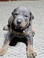 Orange Collar-Blue Female , a male Doberman Pinscher for sale in Platteville, WI – Photo 1 of 6