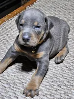 Orange Collar-Blue Female , a male Doberman Pinscher for sale in Platteville, WI – Photo 2 of 6