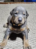 Orange Collar-Blue Female , a male Doberman Pinscher for sale in Platteville, WI – Photo 5 of 6
