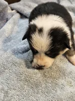 Purple Collar-Male , a male Pembroke Welsh Corgi for sale in Platteville, WI – 4 of 5