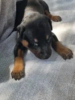 Blue Collar Male, a male Doberman Pinscher for sale in Platteville, WI – 2 of 3