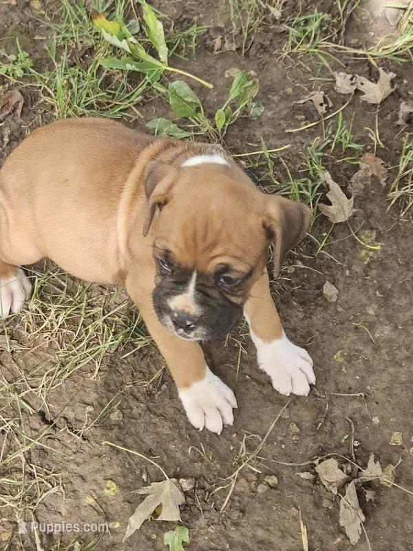 Orange  Collar Female – Boxer puppy for sale in Platteville, WI