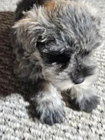 Purple Collar Female , a female Miniature Schnauzer for sale in Platteville, WI – 2 of 4