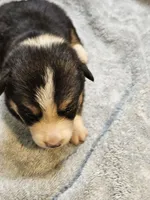 Green Collar-Female, a male Pembroke Welsh Corgi for sale in Platteville, WI – 4 of 5