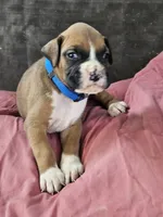 Blue Collar Male, a male Boxer for sale in Platteville, WI – 2 of 5