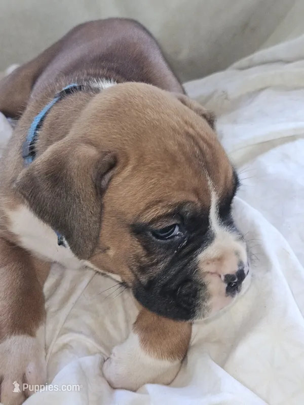 Blue Collar Male – Boxer puppy on hold in Platteville, WI