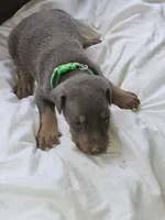 Green Collar Male, a male Doberman Pinscher for sale in Platteville, WI – 3 of 5