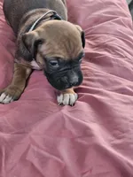 Checkered Collar Female, a female Boxer for sale in Platteville, WI – 5 of 5