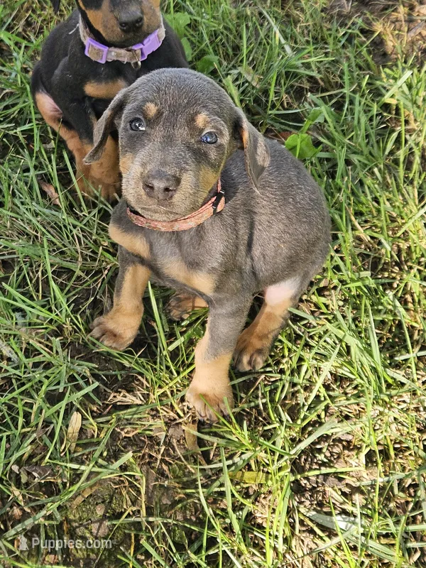 Pink Collar-Female – Doberman Pinscher puppy for sale in Platteville, WI