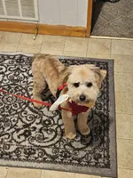 Jax, a male Poodle - Miniature  for sale in Platteville, WI – 1 of 2