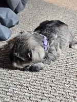 Purple Collar Female , a female Miniature Schnauzer for sale in Platteville, WI – 4 of 4