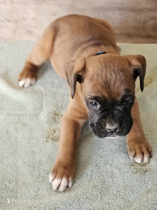 Blue Collar Male – Boxer puppy for sale in Platteville, WI