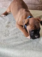 Blue Collar Male, a male Boxer for sale in Platteville, WI – Photo 2 of 5